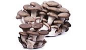 Oyster Mushroom (Black)